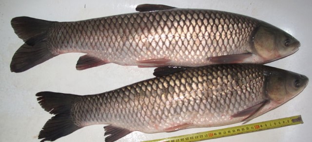 Grass Carp Morphology Distribution Feeding Breeding Biohavoc