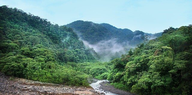 Tropical rainforest