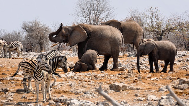  Ethiopian  region fauna  Biohavoc