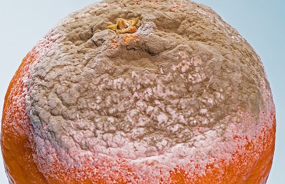 Food spoilage by microorganisms and prevention