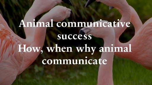 Animal communicative success