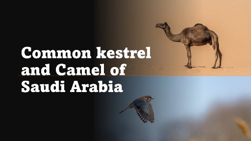 Common kestrel and Camel of Saudi Arabia (Fauna)