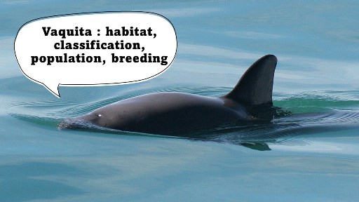 Vaquita habitat classification population breeding