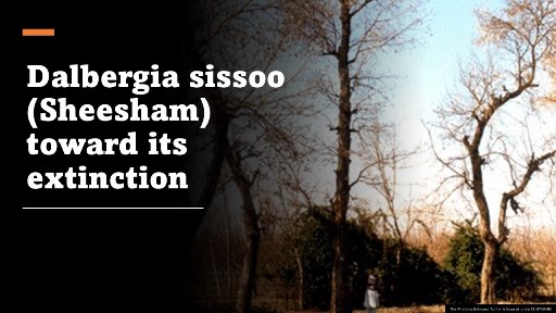 Dalbergia sissoo Sheesham toward its extinction