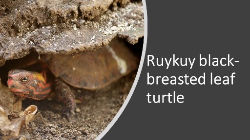 Ruykuy black-breasted leaf turtle
