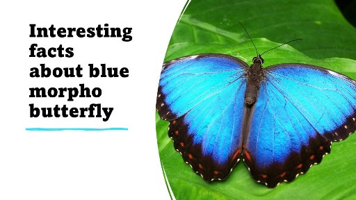 Interesting facts about blue morpho butterfly