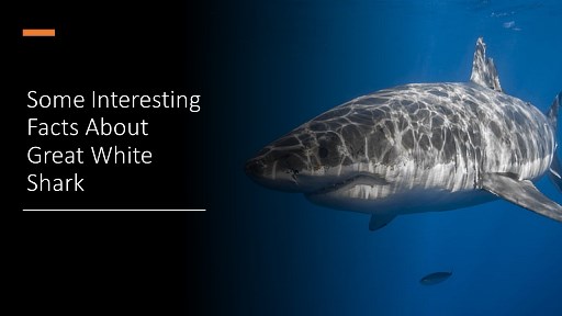 Some Interesting Facts About Great White Shark