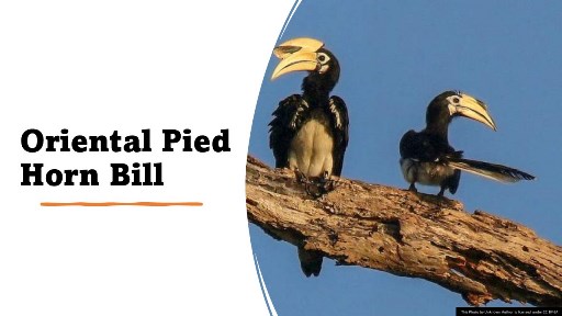 Oriental Pied Horn Bill