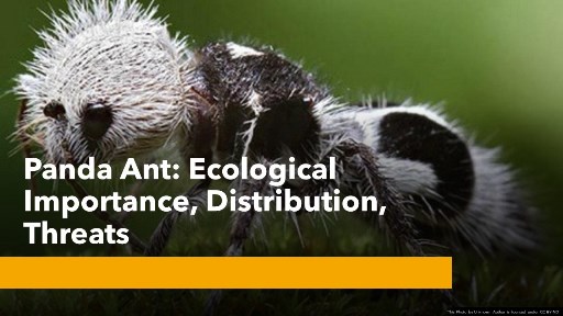 Panda Ant