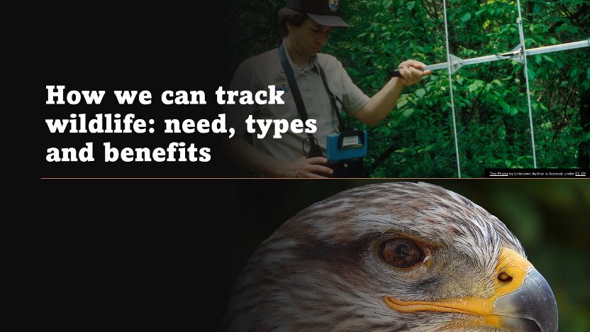 How we can track wildlife
