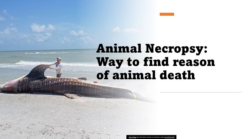 Animal Necropsy: Way to find reason of animal death 