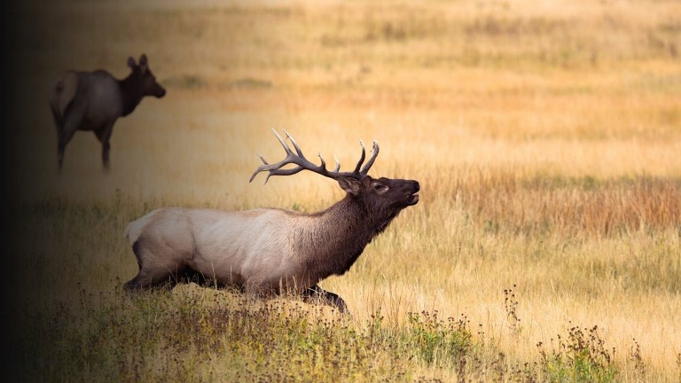 Single cell protein and wildlife