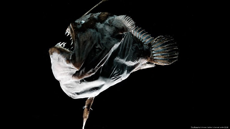 Anglerfish