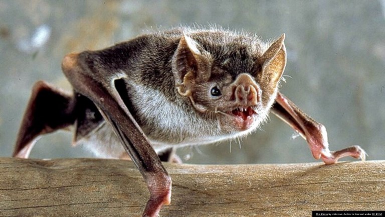 Vampire bat