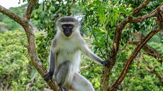 Wildlife Tourism