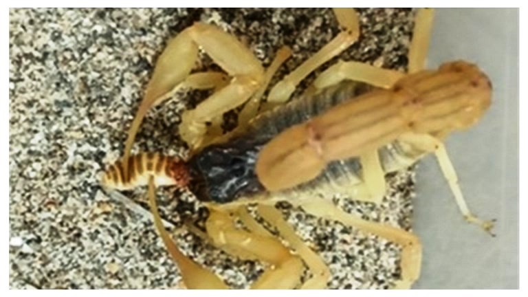 scorpion venom production