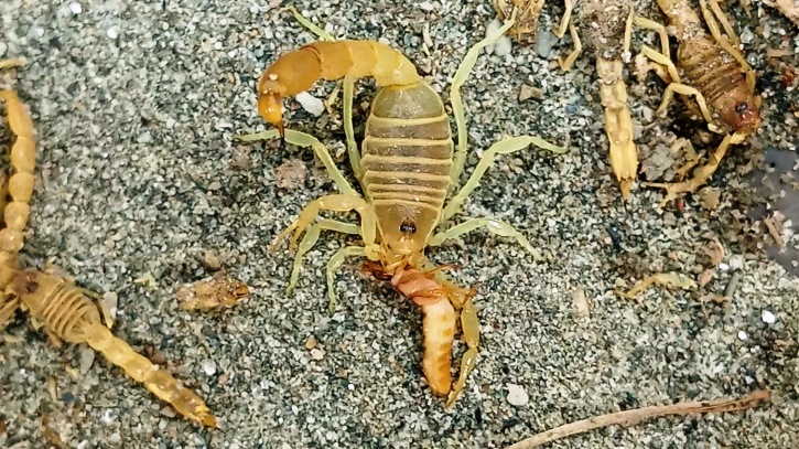 Scorpion bites in rural areas