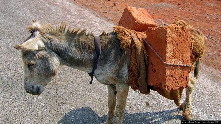 animal absuse