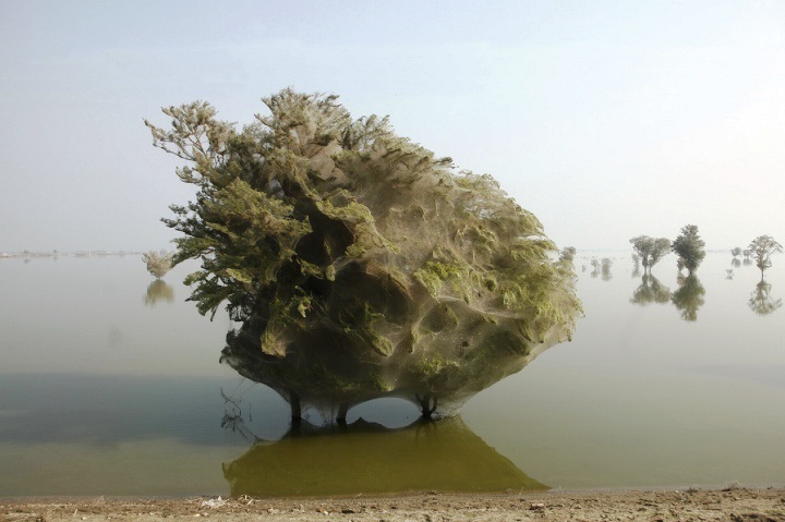 floods and spider webs
