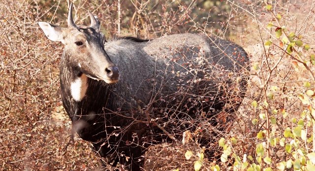 Nilgai and farmers issue